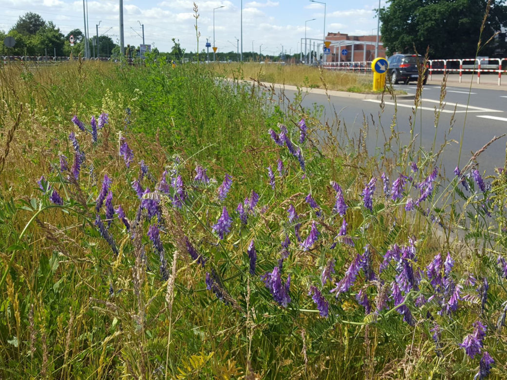Tak wysokich chwastów przy drogach w Lesznie dawno nie oglądaliśmy