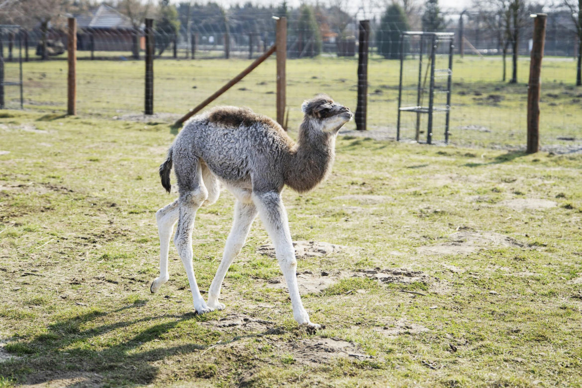 W Zoo Borysew urodziła się mała wielbłądzica