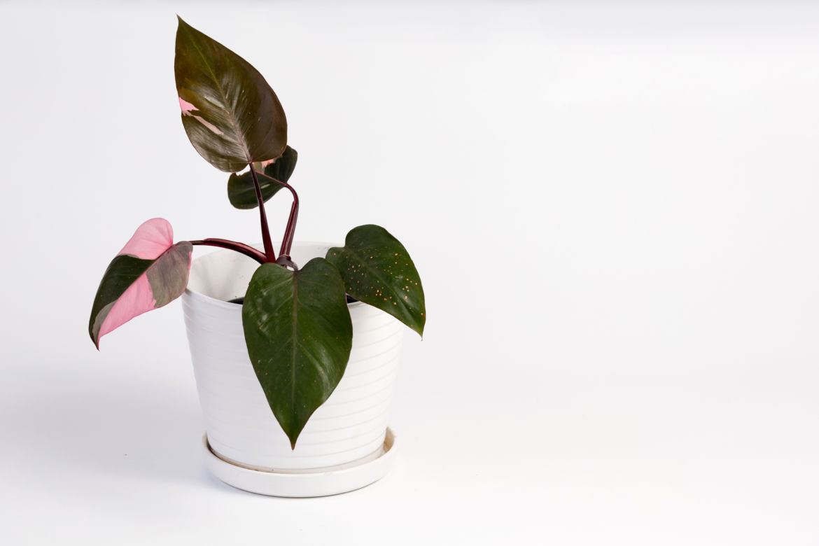 Philodendron erubescens 'Pink Princess'