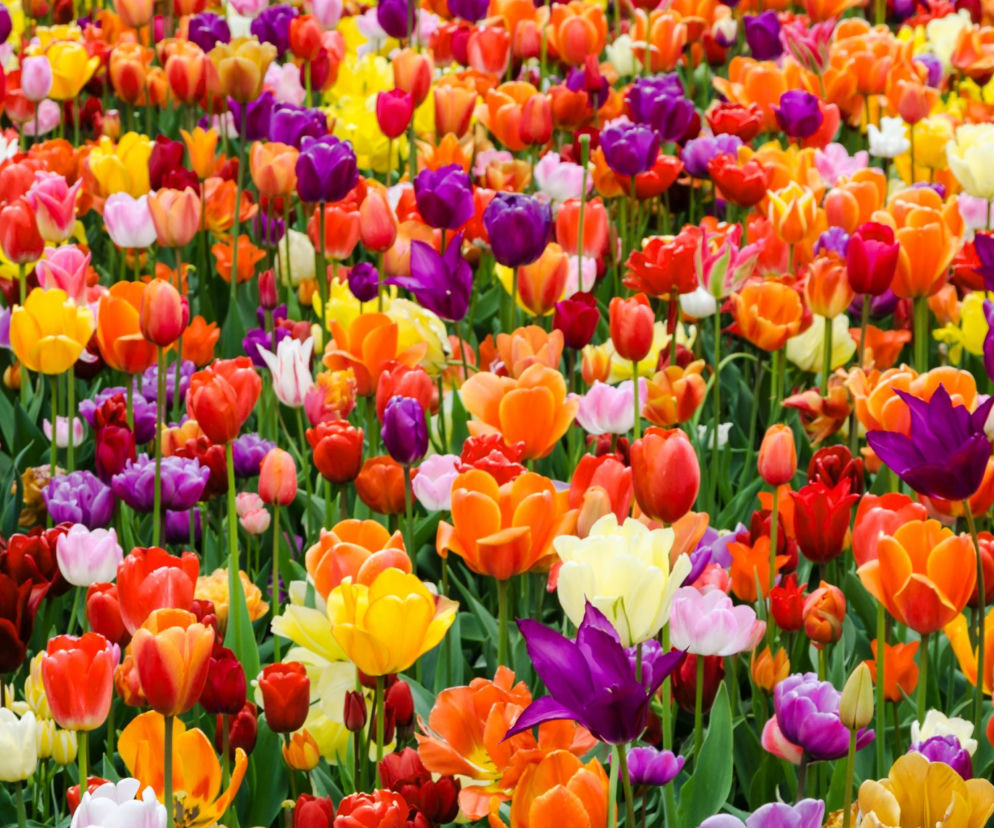 Tulipan