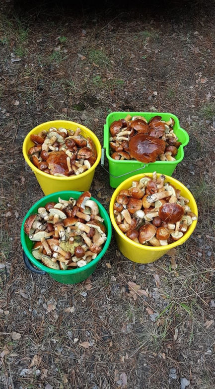Wielkie grzybobranie w Wielkopolsce