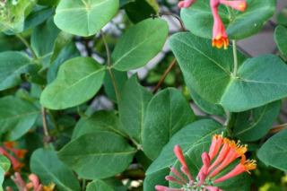 Wiciokrzew Browna - Lonicera x brownii