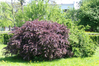 Berberys Thunberga 'Atropurpurea' - Berberis thunbergii ‘Atropurpurea’