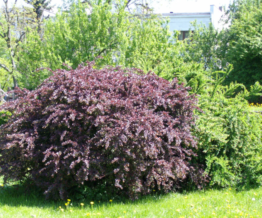 Berberys Thunberga 'Atropurpurea'