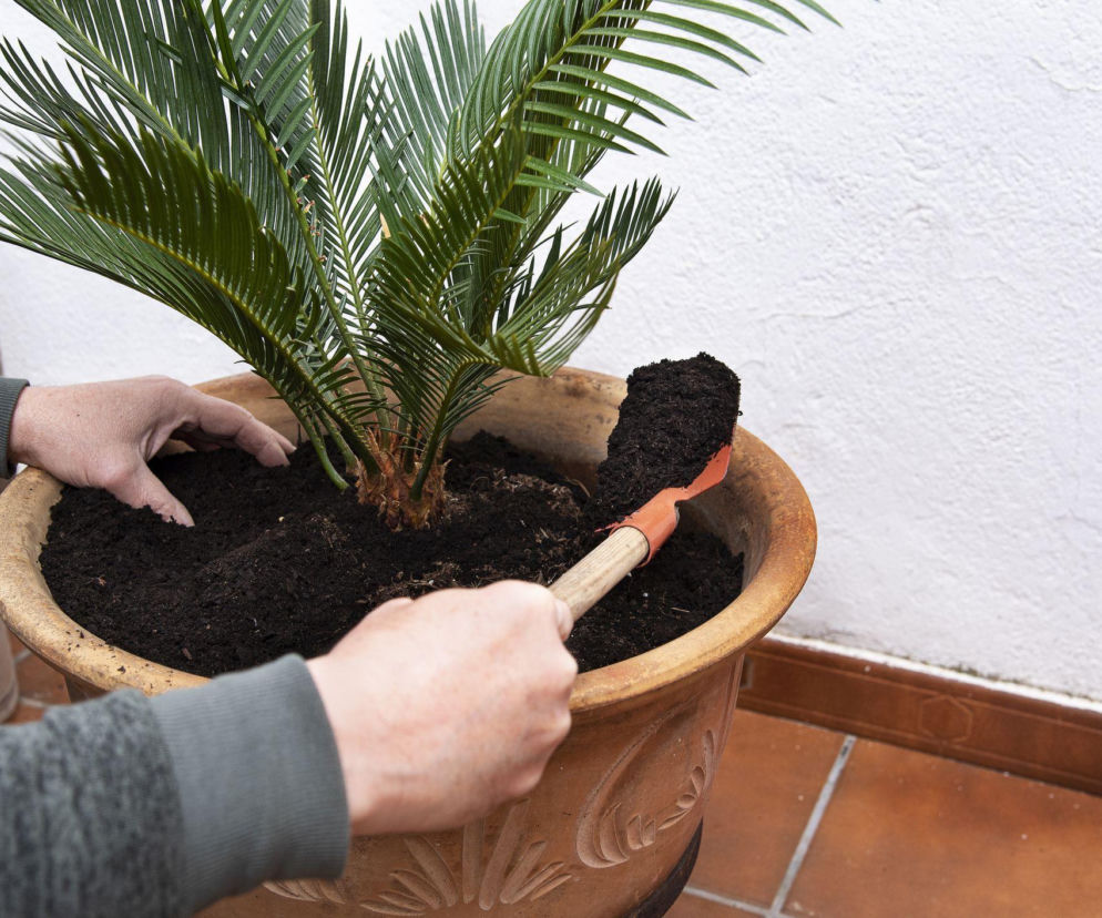 Twoja roślina jest za duża, by ją przesadzić? Zastosuj ten prosty trik 