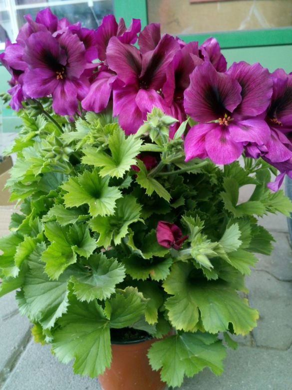 Pelargonia balkonowa wielkokwiatowa (angielska)