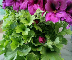 Pelargonia balkonowa wielkokwiatowa (angielska)