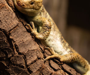We wrocławskim zoo urodziły się scynki nadrzewne