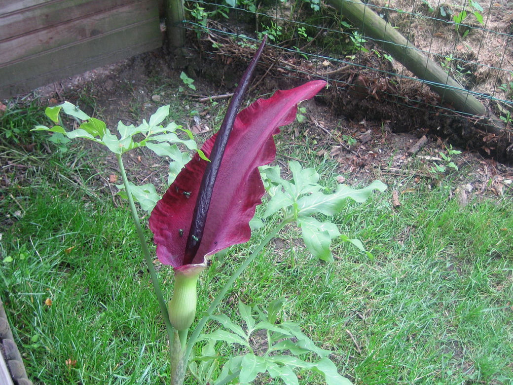 Smocza lilia (Dracunculus vulgaris Schott)