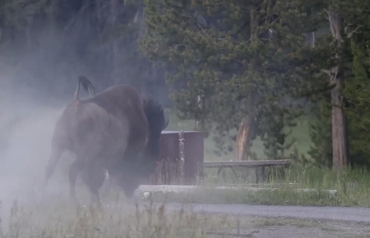 Atak bizona w Parku Narodowym Yellowstone