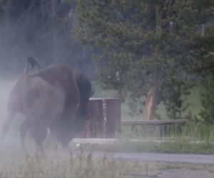 Atak bizona w Parku Narodowym Yellowstone