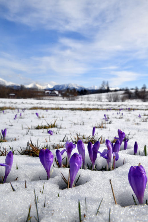 Tatry: Krokusy w Dolinie Chochołowskiej