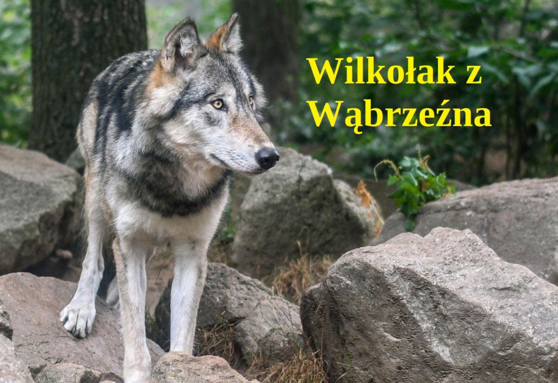 Wilkołak z Wąbrzeźna