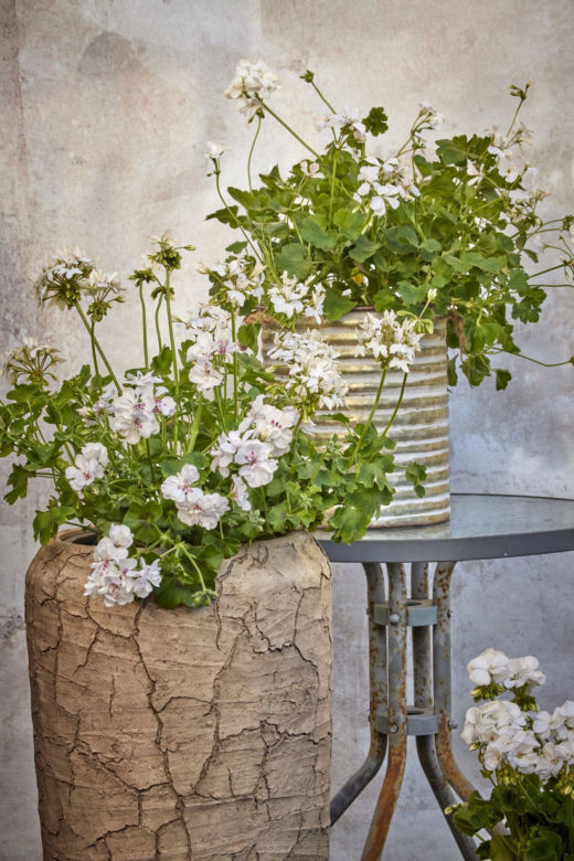 Piękno pelargonii