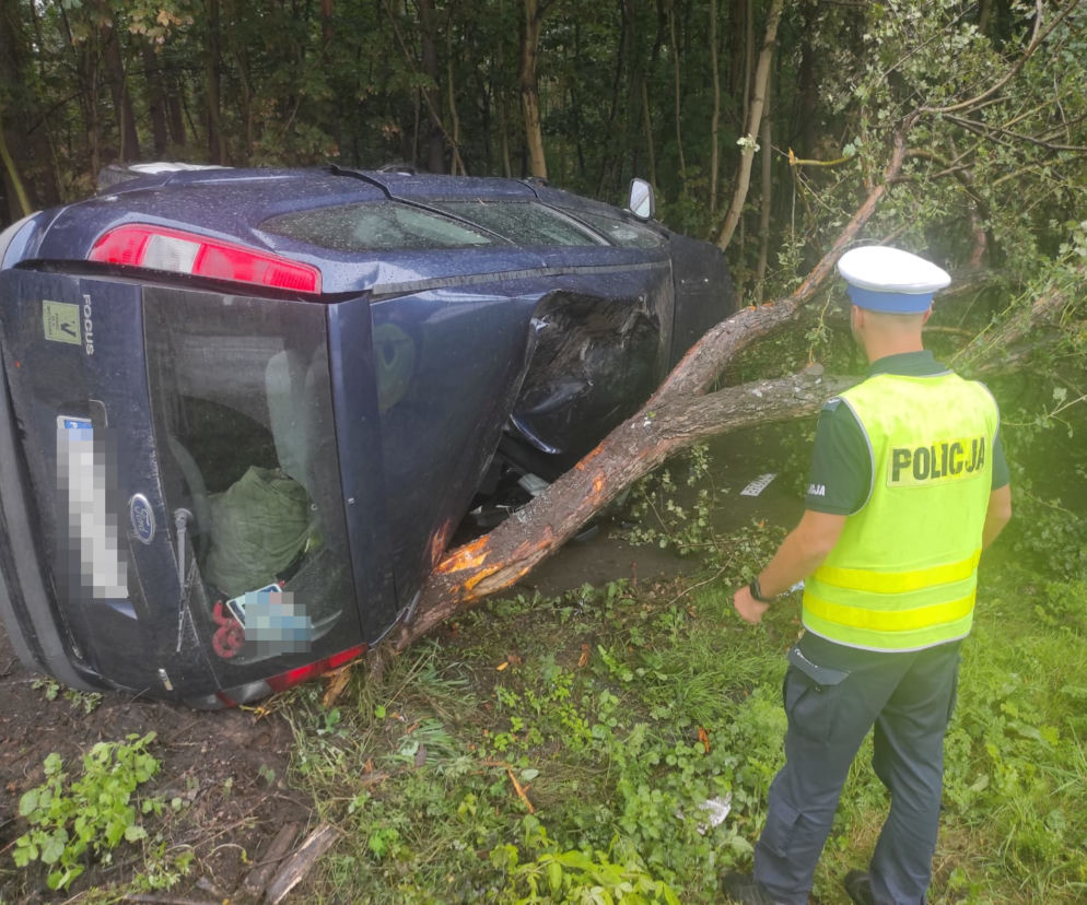 Toruń: Ford Mondeo wylądował na drzewie. Kierowca miał mnóstwo szczęścia