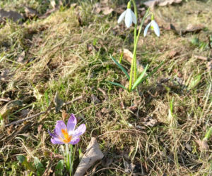 Wiosna coraz śmielej daje o sobie znać! Krokusy kwitną, pszczoły ruszyły do pracy