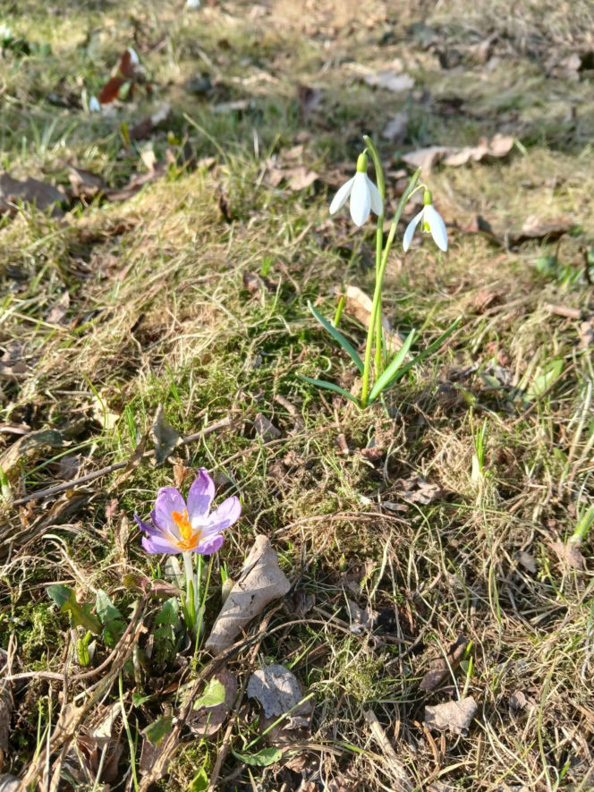 Wiosna coraz śmielej daje o sobie znać! Krokusy kwitną, pszczoły ruszyły do pracy