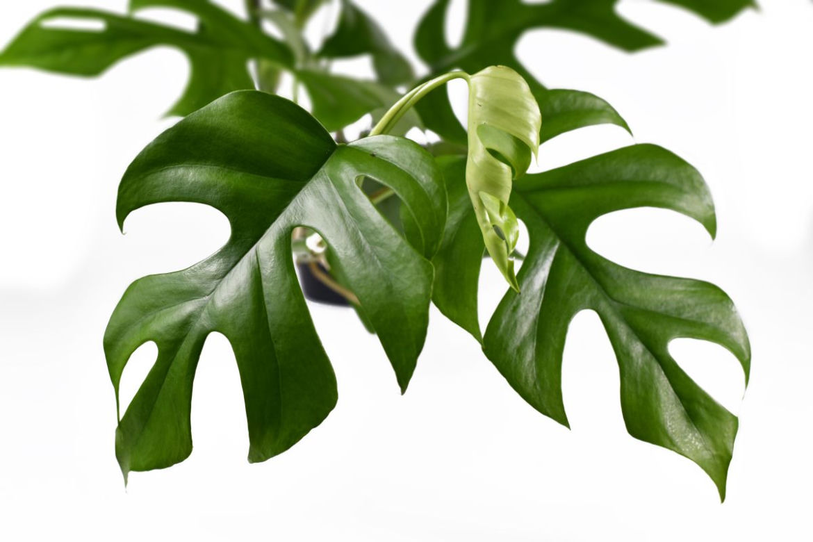 Monstera minima