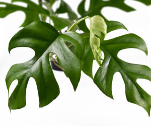Monstera minima