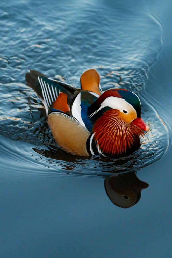 Egzotyczny gość nagle pojawił się w Białymstoku