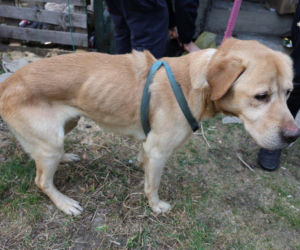 Horror w Myszkowie: psy wychudzone, głodzone i zaniedbane. Policja w akcji