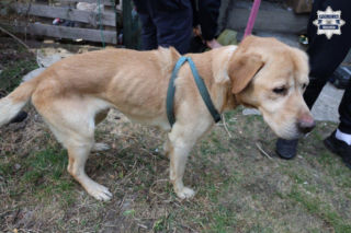 Psy w agonii! Brud, głód i cierpienie – policja wkroczyła do akcji