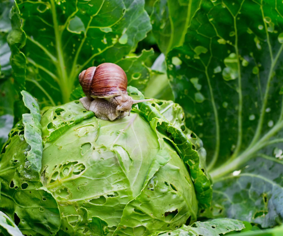 Ślimaki w ogrodzie