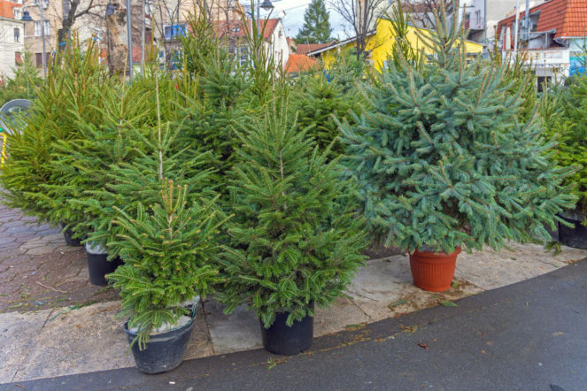 Choinki w donicach