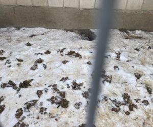 Skrajne zaniedbanie w gminie Zambrów. Odebrano 11 psów