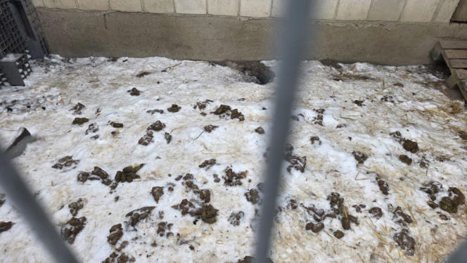 Skrajne zaniedbanie w gminie Zambrów. Odebrano 11 psów