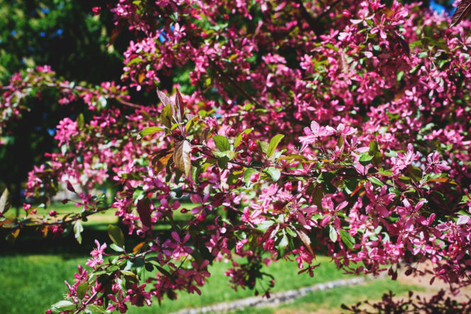 Jabłoń rajska 'Royalty'