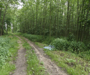 Zabójstwo w Mrowinach