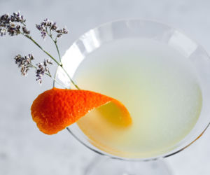 Chryzantema Martini