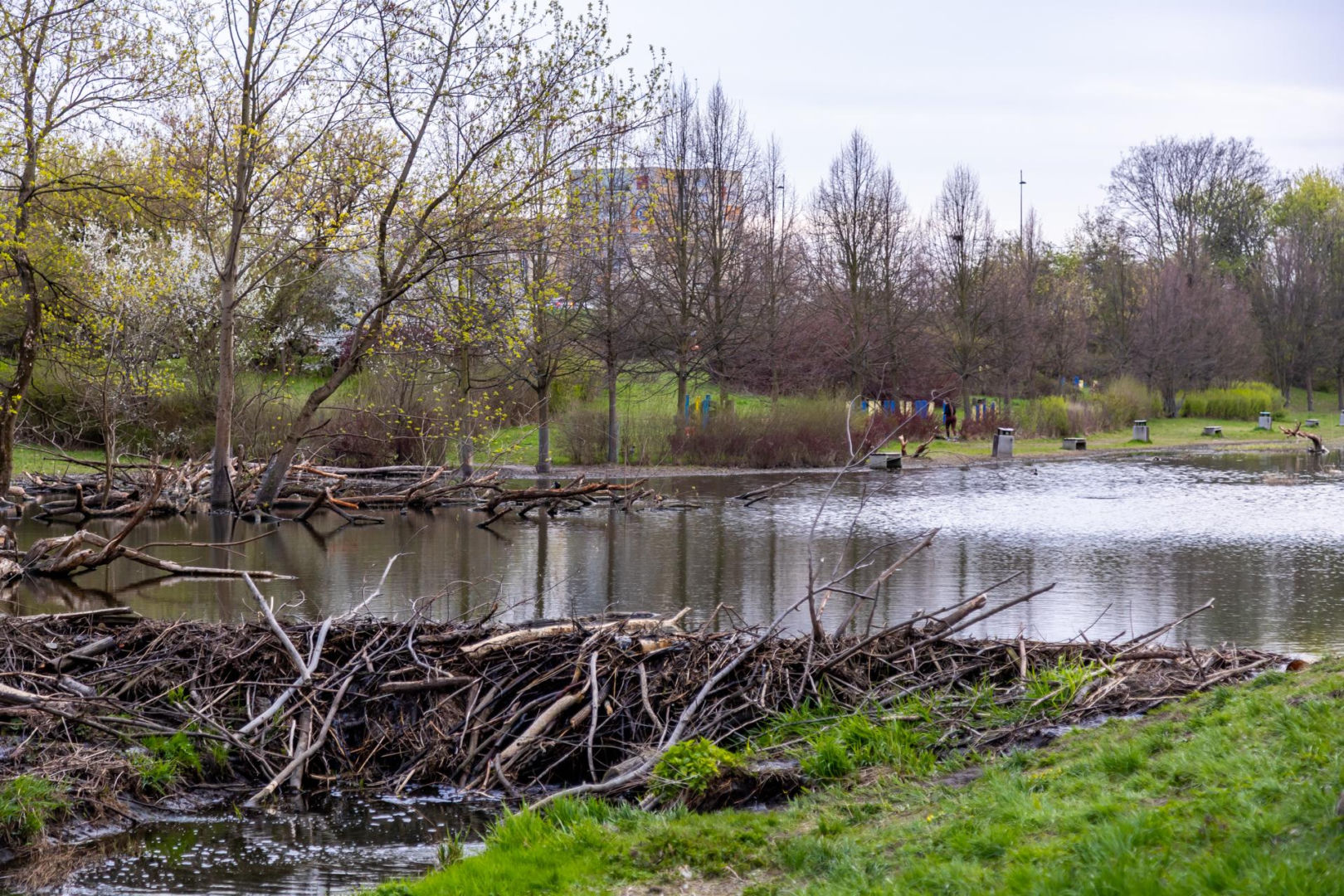 Bobrowe tamy na Potoku Służewieckim w Warszawie