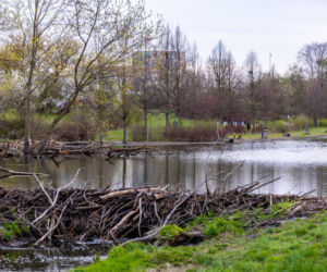 Bobrowe tamy na Potoku Służewieckim w Warszawie