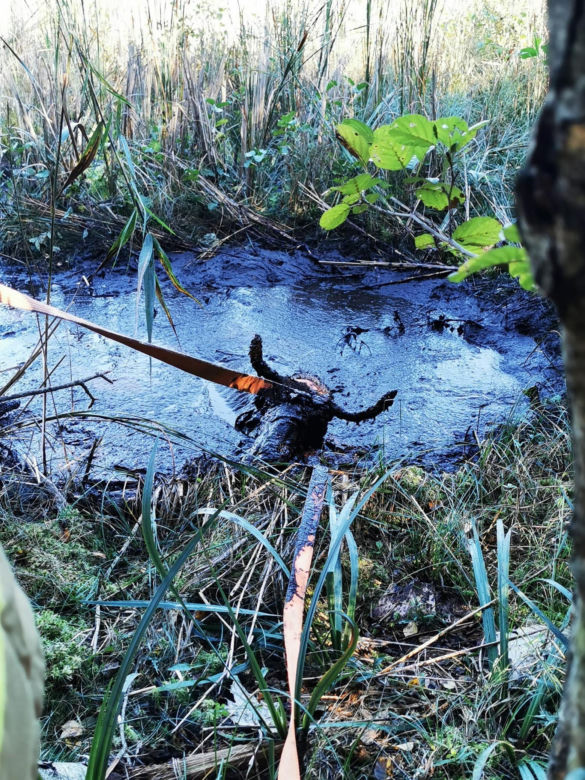 Pod żarłocznym łosiem zarwała się ziemia. Z błota widać było jego głowę
