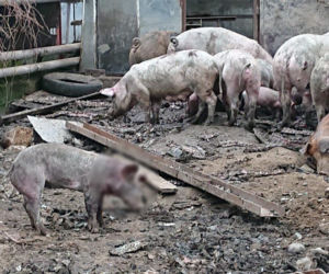 HORROR pod Krakowem. Zwierzęta jadły się nawzajem z głodu
