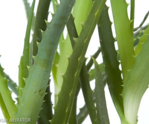 Aloes