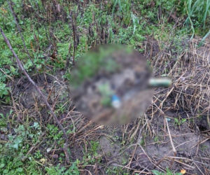 HORROR pod Krakowem. Zwierzęta jadły się nawzajem z głodu