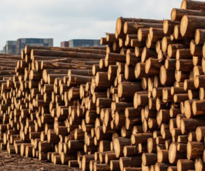 Aktualne ceny drewna opałowego 2026 w Lasach Państwowych: gatunki, różnice regionalne
