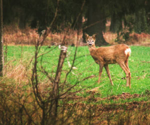 Podlaska fauna