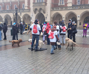 34. finał WOŚP w Krakowie. Golden Retrievery na Rynku Głównym