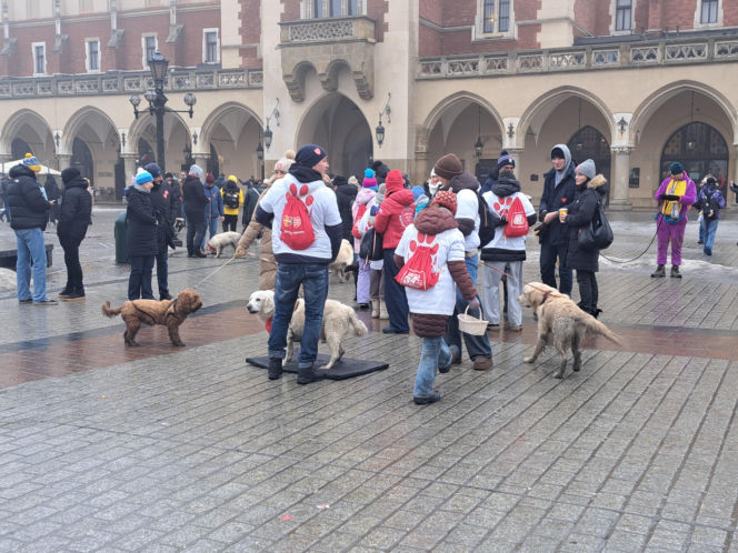 34. finał WOŚP w Krakowie. Golden Retrievery na Rynku Głównym