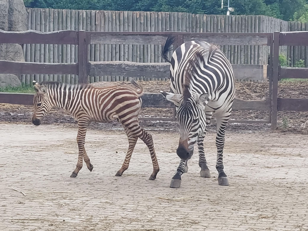 Mała zebra w zamojskim ZOO