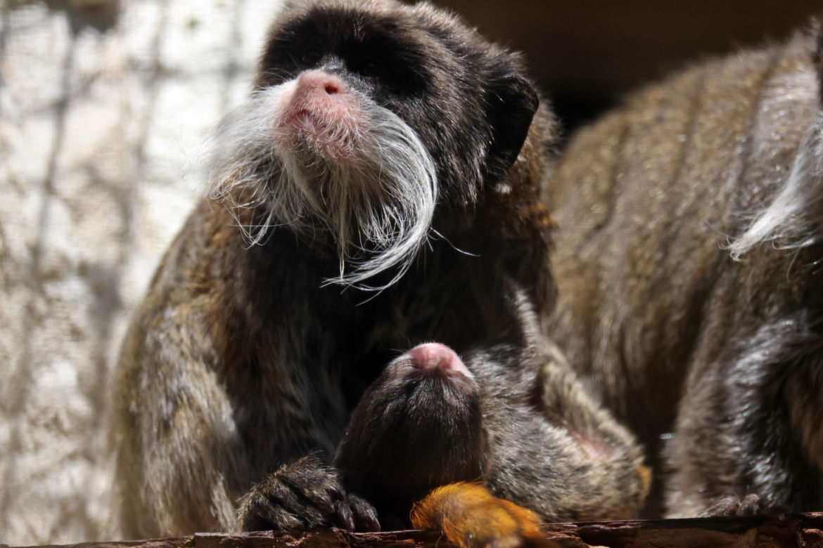 Tamaryna cesarska przyszła na świat w gdańskim zoo