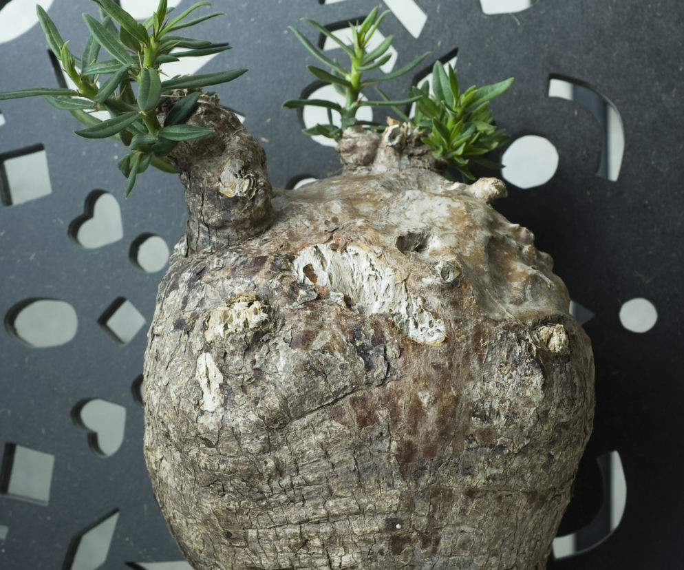 Pachypodium bispinosum