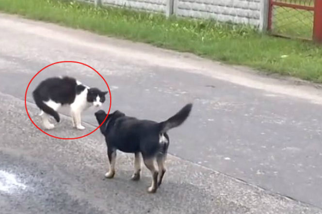 NAJBARDZIEJ AGRESYWNE KOTY INTERNETU! Zobacz mruczki, które stają się BESTIAMI! [WIDEO]