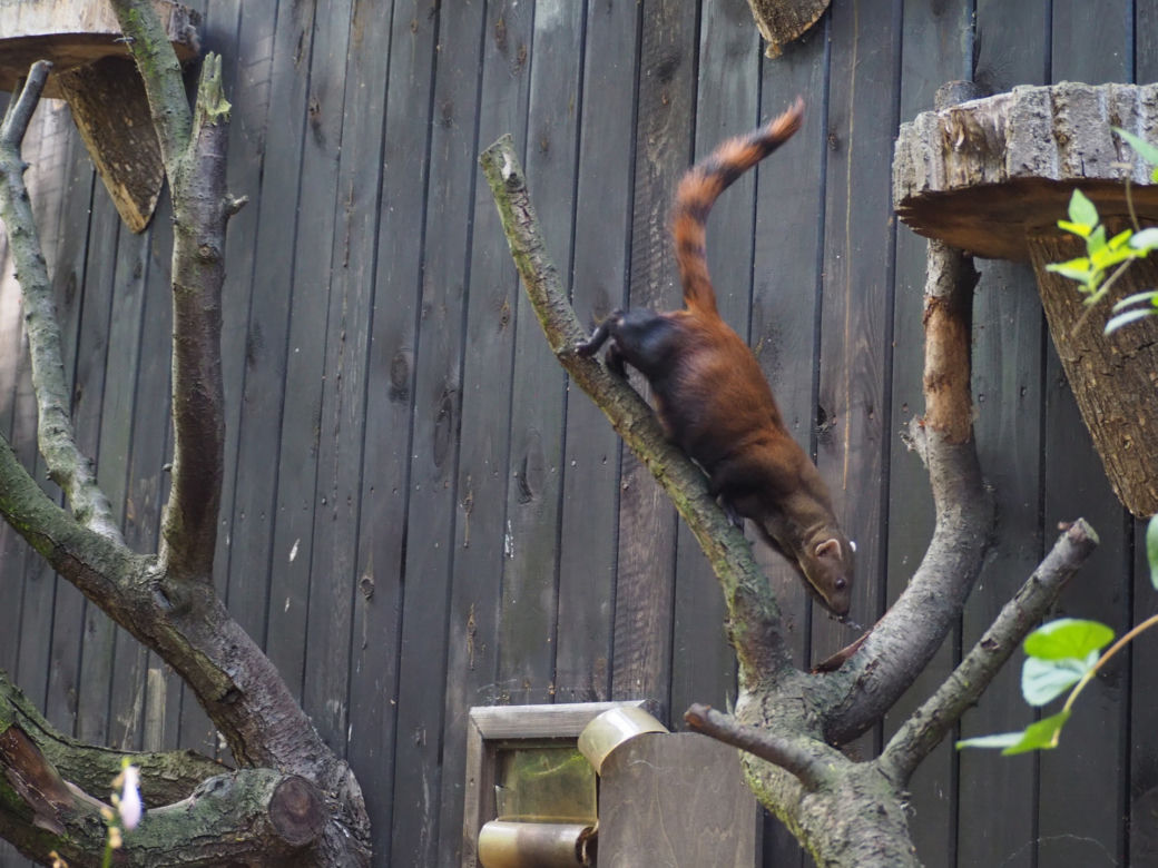Nowy mieszkaniec warszawskiego zoo. Już niebawem będzie można zobaczyć galidię