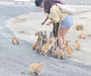 Wyspa, na której żyje więcej królików niż ludzi. Ma mroczną przeszłość