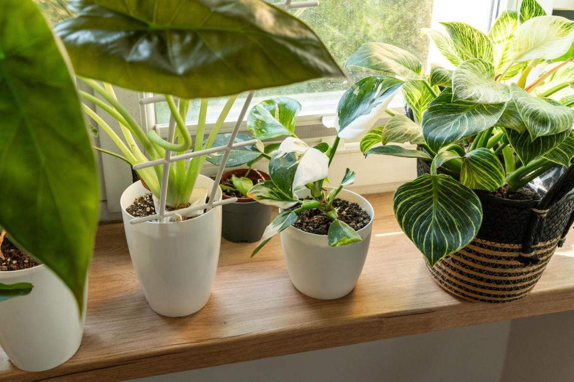 Philodendron 'White Princess'